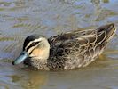 Pacific Black Duck (WWT Slimbridge September 2012) - pic by Nigel Key